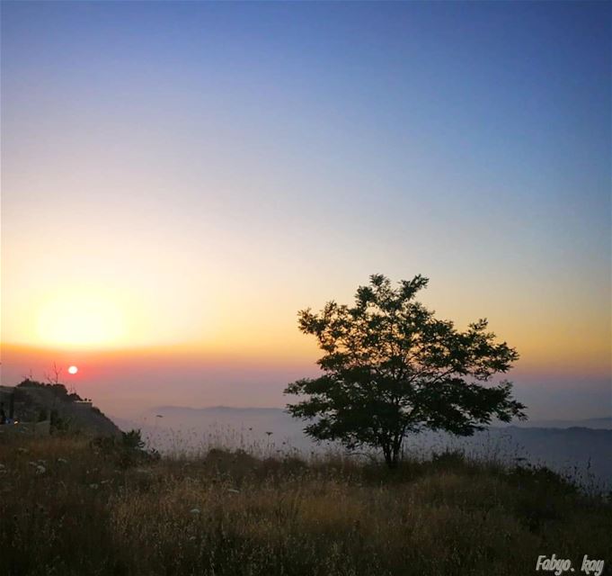 🔹 SAWFAR 🌳 🏜️🌅 🌲LEBANON 🔹 🔸Single tree in Sunset Light... 🔸... (Sawfar, Mont-Liban, Lebanon)