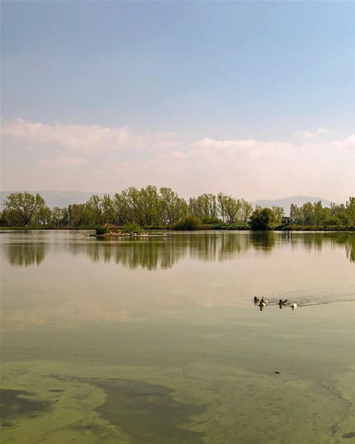 Say hello to my little ducks ..... natgeoshot  natgeotravelpic ...