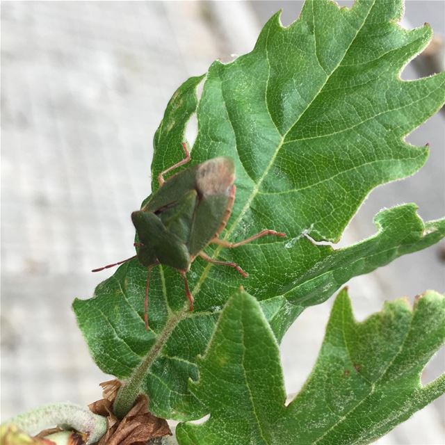 Say Hi to my little friend  lebanon  mountains  trees  insect  green ...