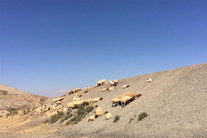 say S_H_E_E_P 📸... livelovebeirut  proudlylebanese  beautifullebanon ... (Mount Sannine)