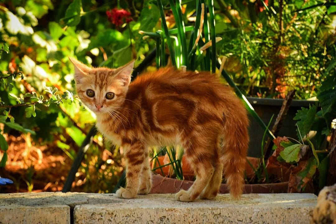 scarred little kitten (Kfarsir)