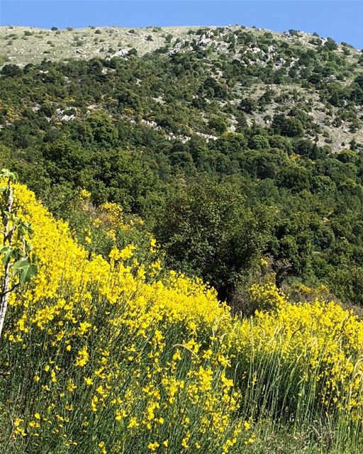 Scenic drive around the Chouf. The sweet fragrance of Scotch broom fills...