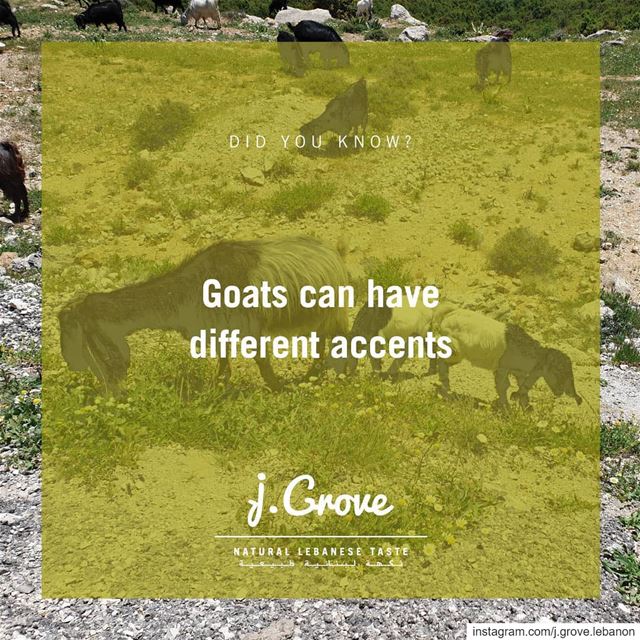 Scientists found that young goats were able to pick up an accent and...