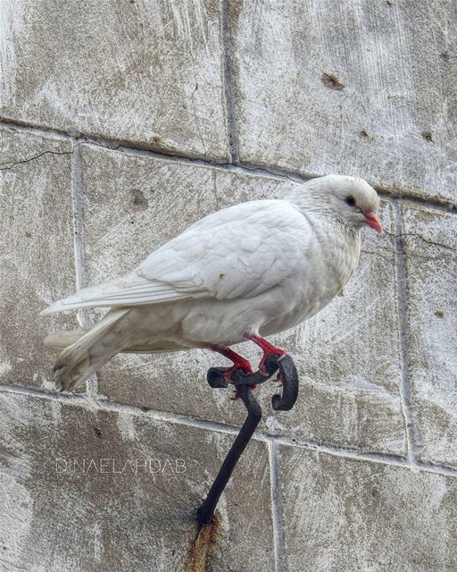 Se peut-il qu'un homme soit moins sage qu'un oiseau?______________... (Byblos, Lebanon)