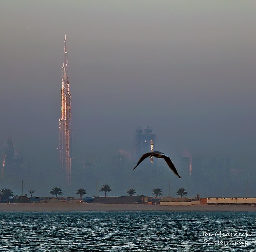 Sea, bird, sky and Burj Khalifa ( Khalifa Tower ). Dubai  dubai  dxb ... (The Palm Jumeirah Dubai UAE)