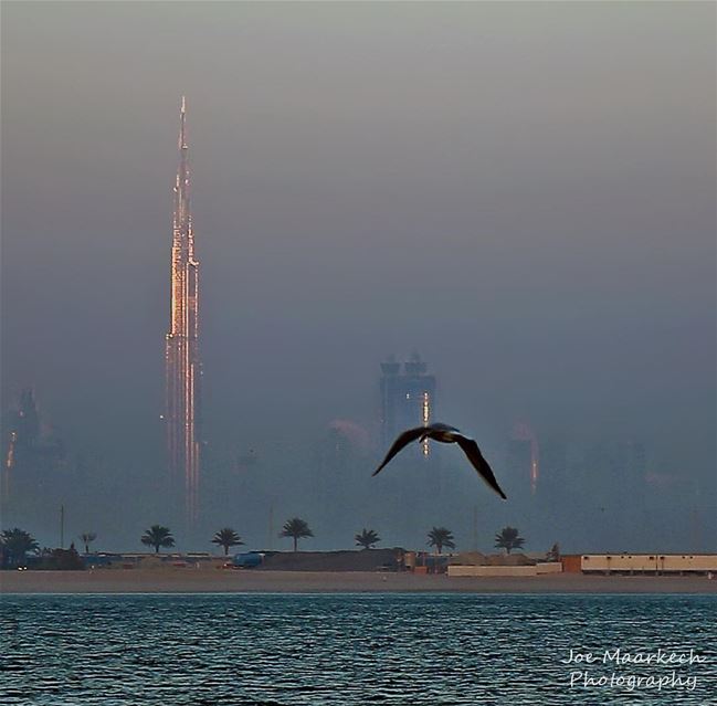 Sea, bird, sky and Burj Khalifa ( Khalifa Tower ). Dubai  dubai  dxb ... (The Palm Jumeirah Dubai UAE)