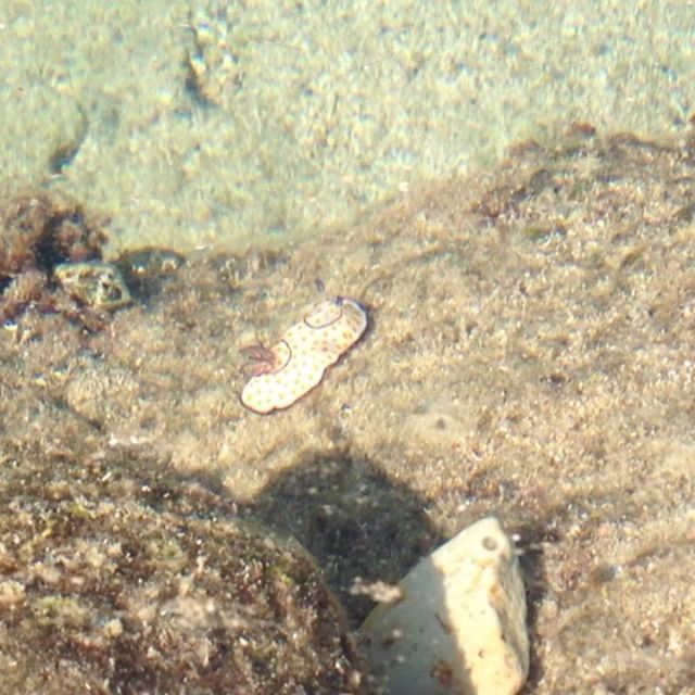 Sea Slug (Aljamal Beach)
