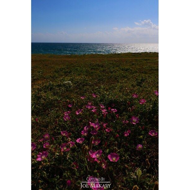  sea  summer  water  flowers  beautifullebanon  livelovelebanon ...