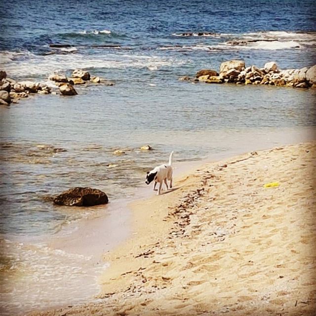 Sea sun beach and.... Melu ! tourleb  tourlebanon  lebanon  lebanese ... (Sarafand)