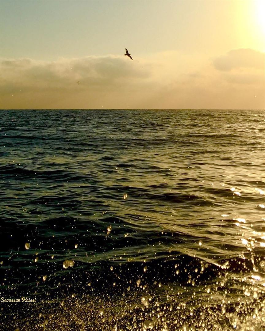  seagull  sea sunset ...