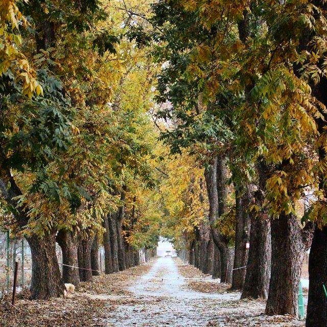 Season's path as seasons pass! nature  path  trees  autumn  naturecolors ... (Deïr Taanâyel, Béqaa, Lebanon)
