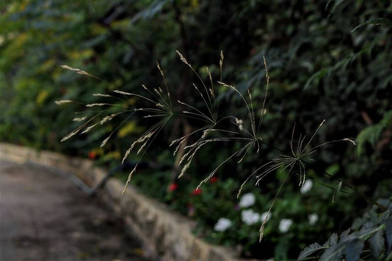 Secret of morning vibes💐💕 naturephotography  morning  goodmorning ... (Lebanon)