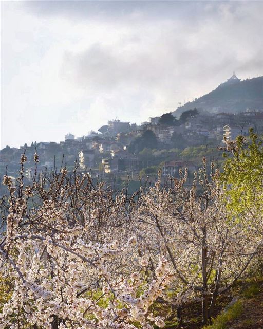 See the world through the hope of a blooming blossom 🌸💚🌸... (Ehden, Lebanon)