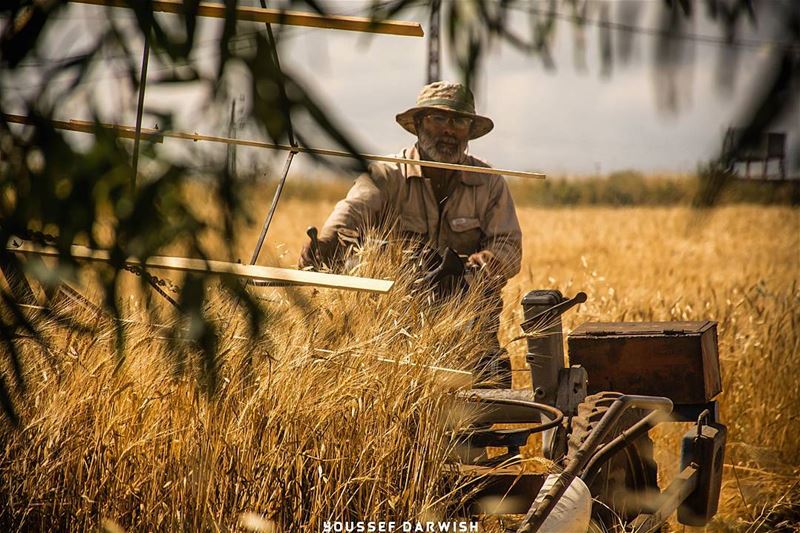  seeds  summer  Lebanon  southlebanon  work  photography ... (Deïr Siriân, Al Janub, Lebanon)