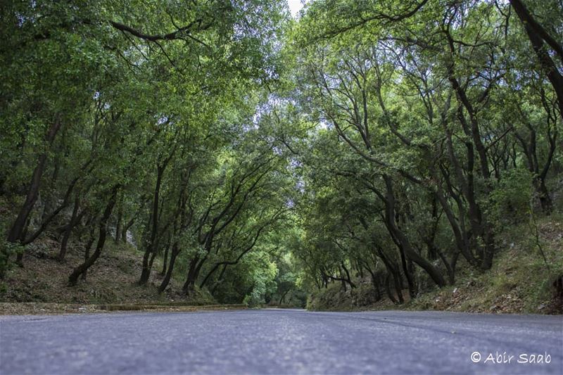 Seek God's will in all you do & he will show you the path  lebanon  hamat... (Hamâte, Liban-Nord, Lebanon)