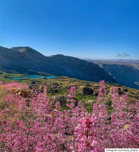 Seek what sets your soul on fire 🌾🌸 (Akoura, Mont-Liban, Lebanon)