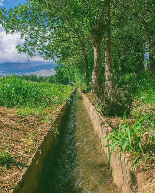 'self preservation; is the first law of nature...' (Deïr Taanâyel, Béqaa, Lebanon)