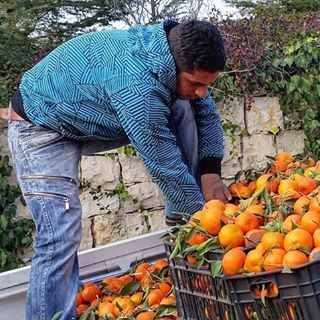Selling oranges and clementines from his truck alerting the would-be... (Dayr Al Qamar, Mont-Liban, Lebanon)