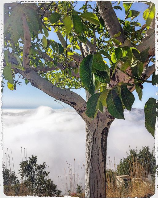 Sentinel  treescollection  tree_magic  cloud9  cloudscape  mountainlover ...
