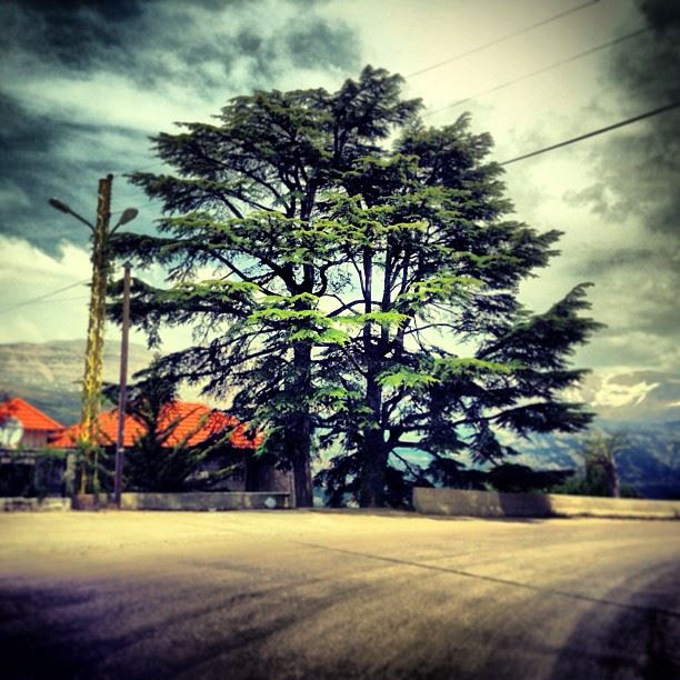 Sentry  cedars  trees  landscapes  travel  mountains  roads  countryside ...