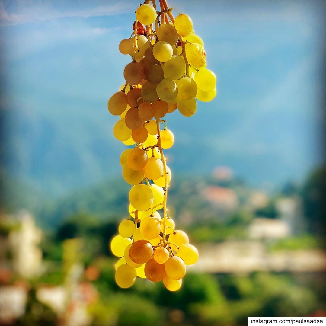 September  grapes  fruits  lebanon  kartaba  qartaba  summer  beirut ... (Qartaba)