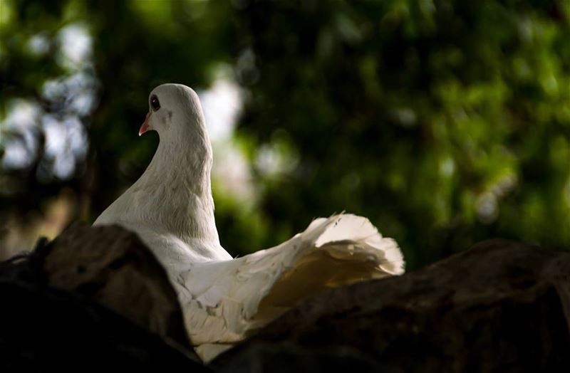 serenity🕊..... Pigeons bird birds nature naturephotography...