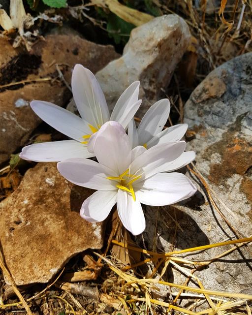 🌼 sergesarkisphotography  photographer  photo  photography  flower  hike... (Jebel Musa)