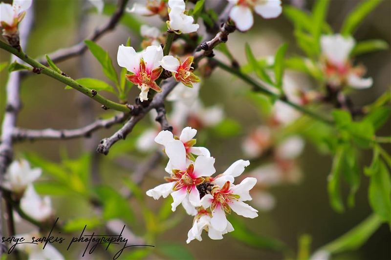 🌼🌼🌼 sergesarkisphotography  photographer  photography  canon  canoneos... (Gharzouz, Mont-Liban, Lebanon)