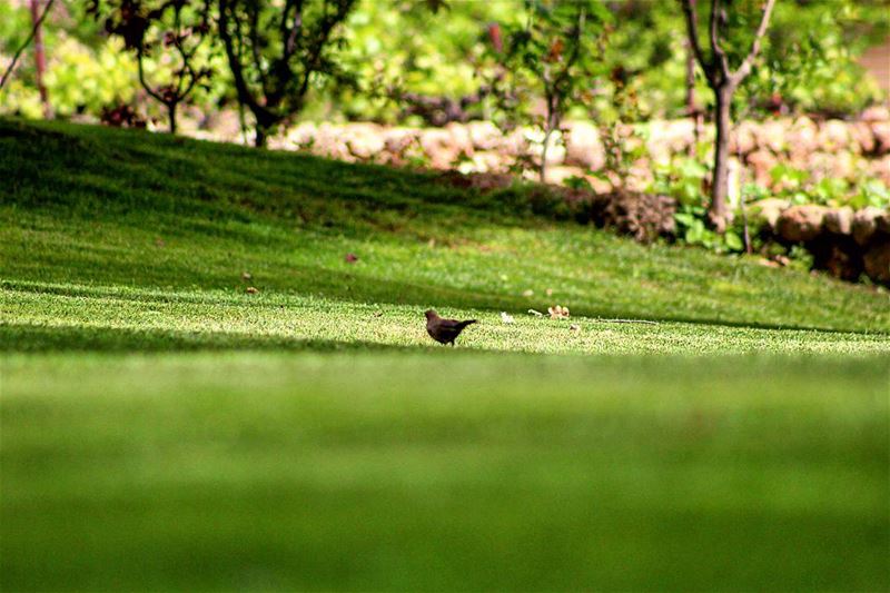 🐥🐥 sergesarkisphotography  photography  canon  canonphotography ... (Château Ksara)