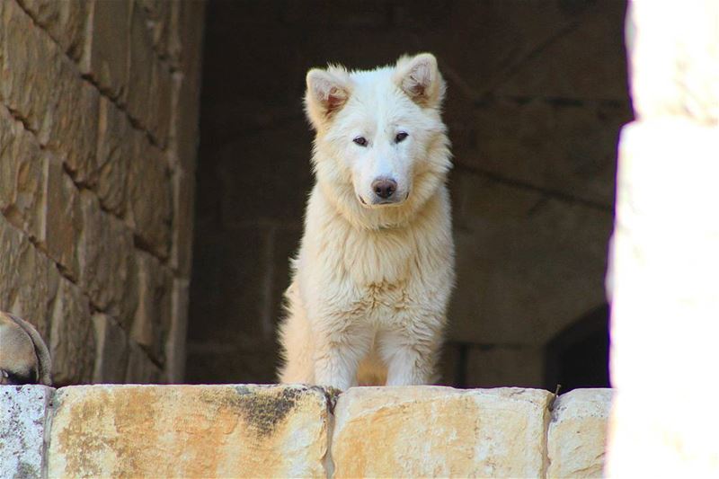 🐶🐶 sergesarkisphotography  photography  canon  canonphotography ...