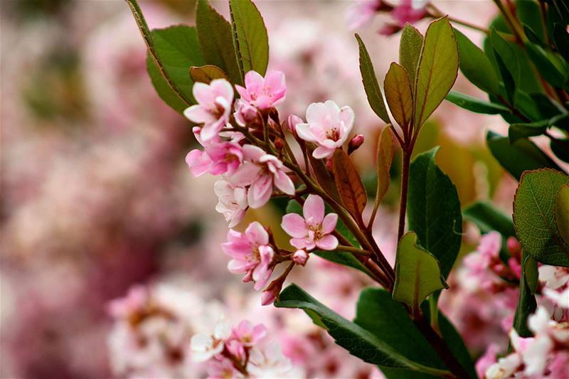 🌸🌸🌸🌸 sergesarkisphotography  photography  livelovelebanon  canon ...