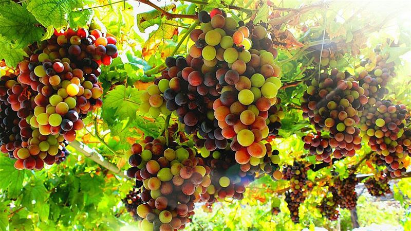 🍇🍇 sergesarkisphotography  photography  nature  garden  livelovelebanon...