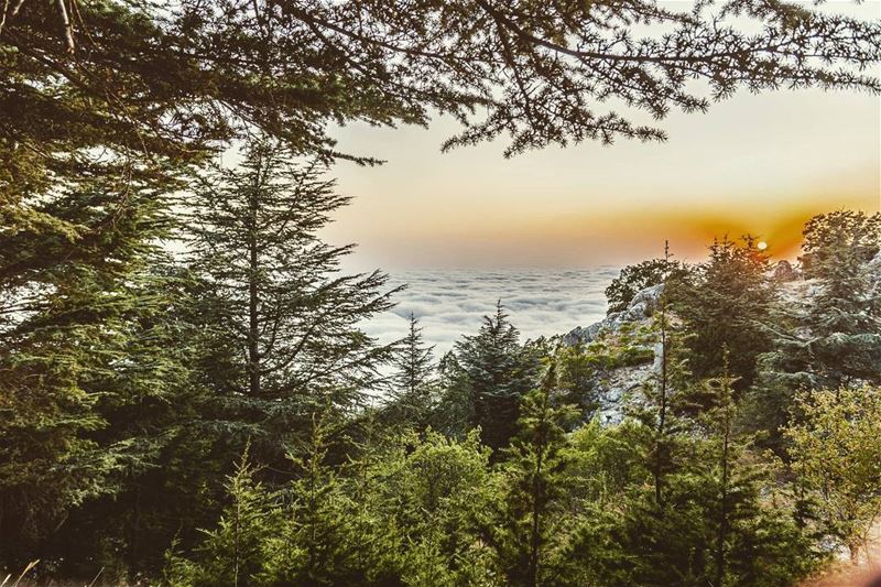 Setting in a sea of cloudsLocation: Maaser Chouf, Lebanon Date: 16-09-20 (Al Shouf Cedar Nature Reserve)