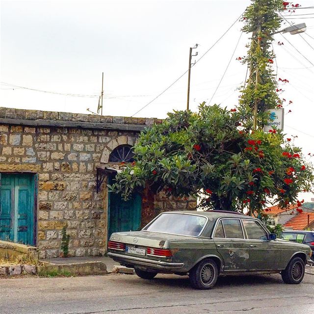 Shades of green :::::::::::::::::::::::::::::::::::::::::::::: roadside ... (Beit Meri, Mont-Liban, Lebanon)