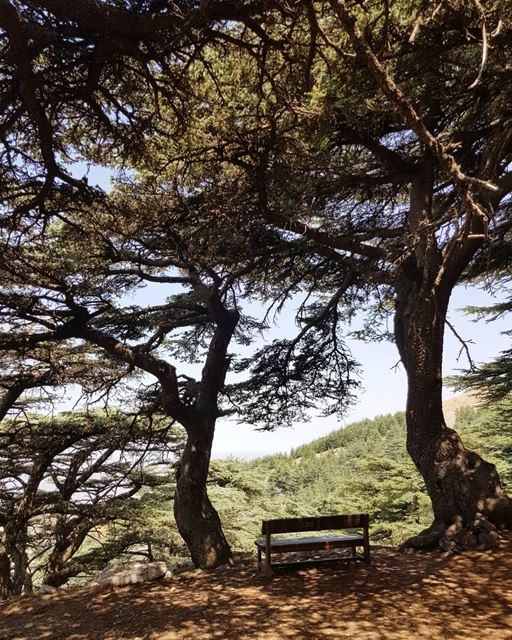 shadows beneath 🌳.. livelovelebanon nature mountains beauty... (Maaser El Shouf Cedar Reserve محمية ارز معاصر الشوف)