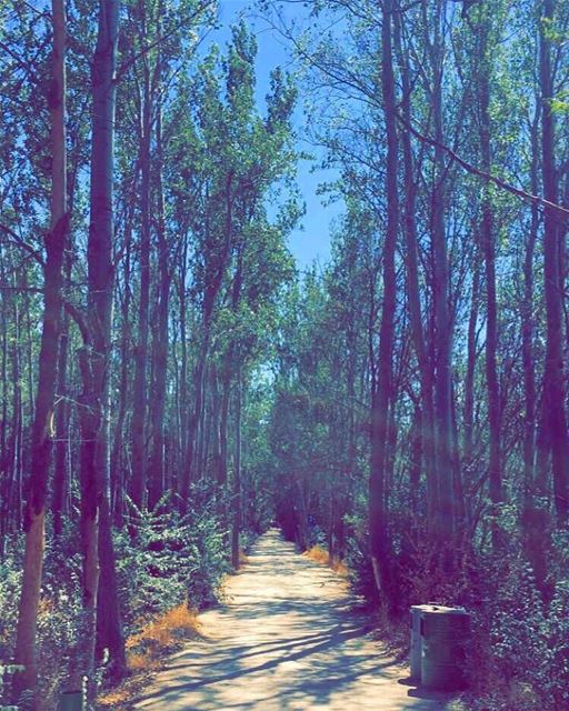 🌞Shadows🌞🌿🌴🍃🌿🍃 nature naturephotography tree colors trip vacation... (Deïr Taanâyel, Béqaa, Lebanon)