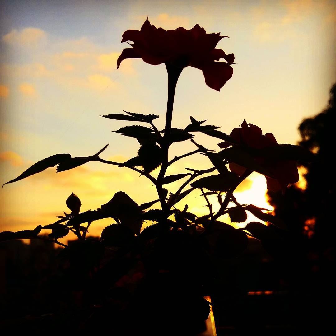  shadows  sunset  summer  flowerlover  homesweethome  me dawn  goodmorning...