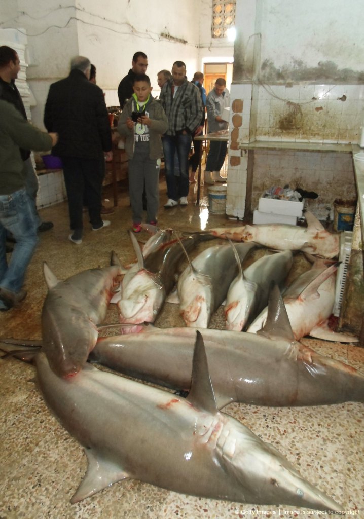 Sharks in Tyr