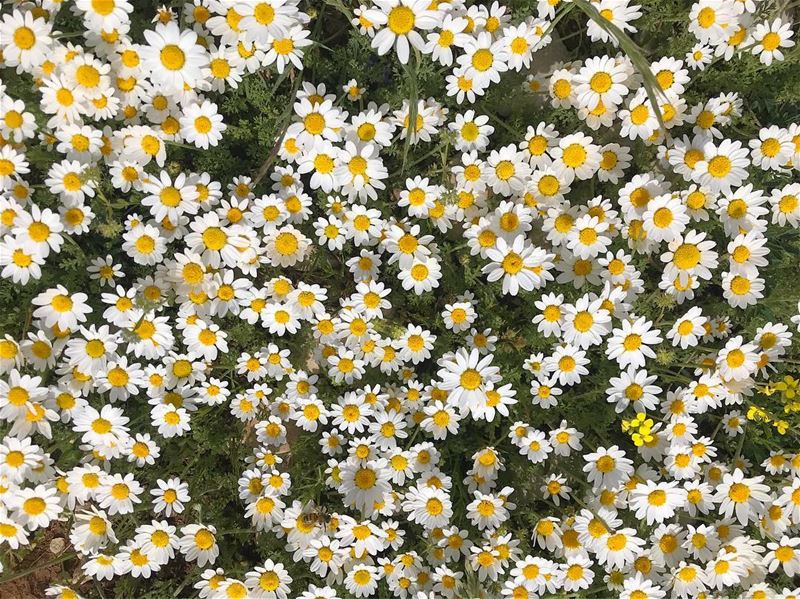 Shasta daisy‼️................. lebanon  nature ... (Lebanon)