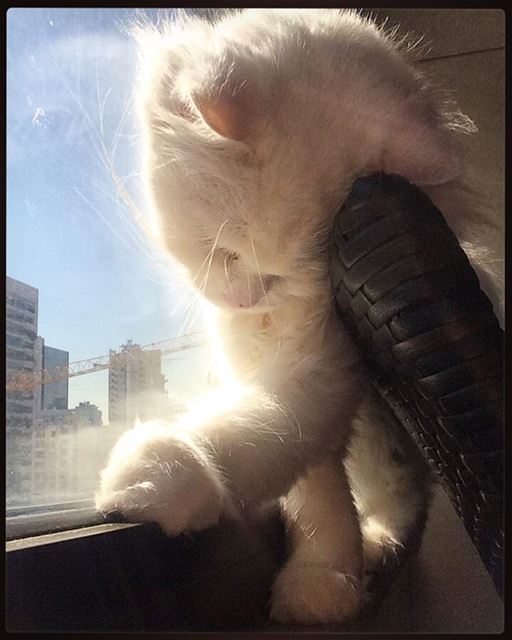 She couldn't find a better place to sleep in.... 😸😸❤️  peaceofmind ...