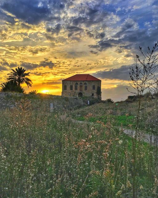 She drifted in the fields spun by the golden sun, she hummed the melodies... (Byblos, Lebanon)