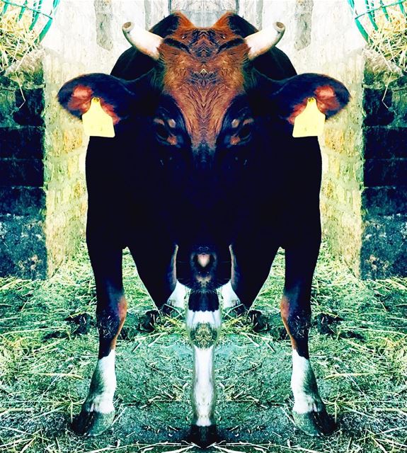 She is a force of nature. cow  cowboys  cowgirl  farm  farmersmarket ... (Deïr Taanâyel, Béqaa, Lebanon)