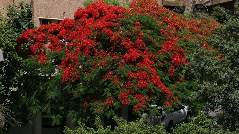 She is back again! This beautiful lady in red blossomed after a year and... (Achrafieh, Lebanon)
