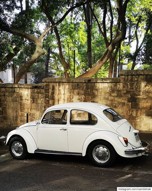 She is back 🐞  vw volkswagen beetle aircooled aircooled_society german... (Beirut, Lebanon)