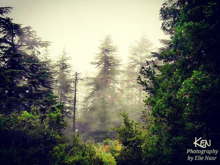 ...She's like the wind through my tree,She rides the night next to me... (Ehden, Lebanon)