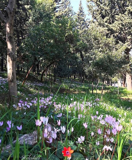 She turned to the sunlight,and shook her red head.And whispered to her... (Baabda)