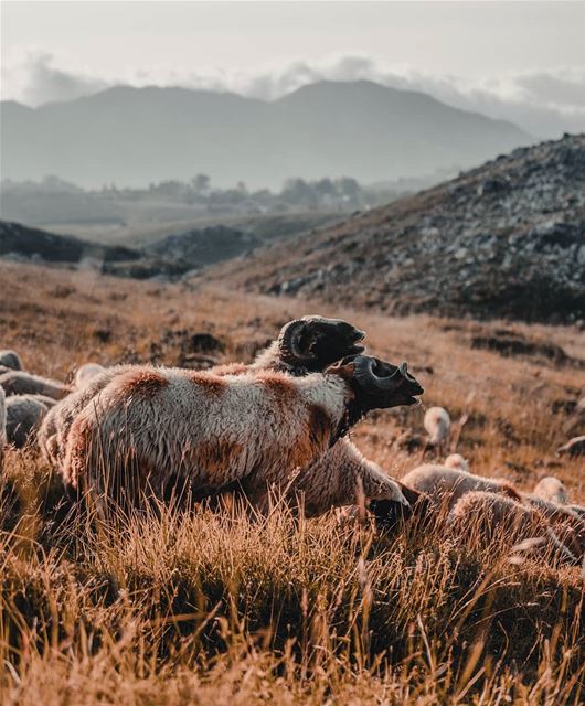  sheep  mountains  lebanon  plain  sunset  nature   snapshot  photo ... (Akoura, Mont-Liban, Lebanon)