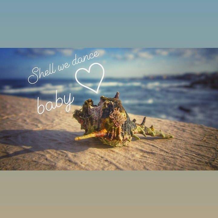 Shell We?! ♡.... 🐚🐚🐚🐚🐚🐚🐚🐚🐚🐚🐚🐚🐚🐚🐚🐚..................