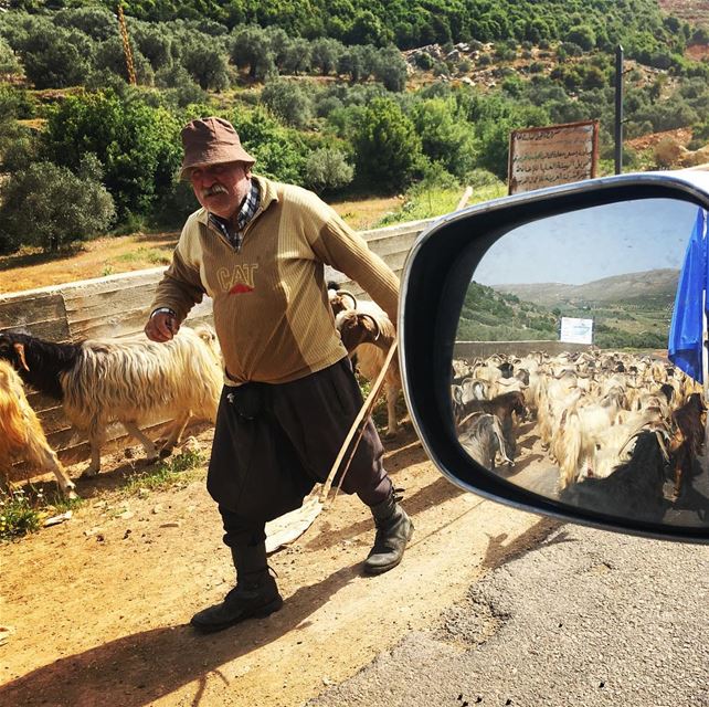 Shepherd starting the summer campaign up to the mountains at Cheeba road ... (Ebel es Saqi marj 'youn)