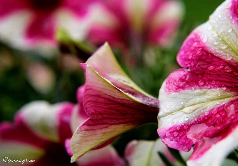Shhhhh...listen to the rain ...  relax  rose  rain spring lebanesebeauty ...